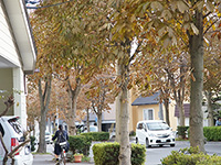 秋の街角…塩害?紅葉?
