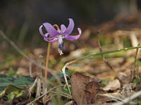 カタクリの花が