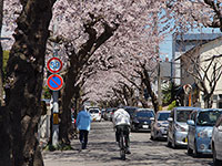 桜ヶ丘通りもほぼ満開