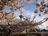 五稜郭公園は散り始め
