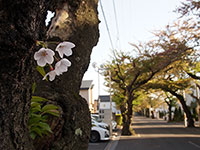 春の居残り