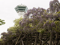 五稜郭公園の藤棚