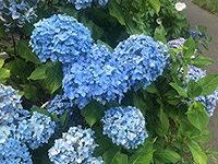 降ったり降らなかったり