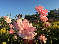 花の季節もそろそろ