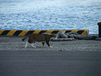 港の猫