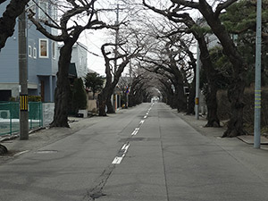 春待ち 