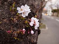 早咲き桜