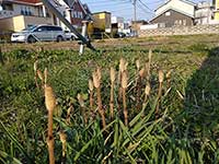 今年は遅かった気がします