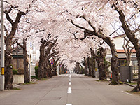 満開の桜トンネル