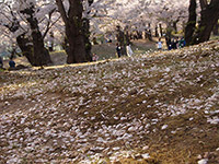 桜そろそろ