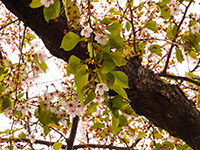桜もおしまい
