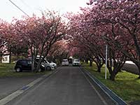 八重桜が見頃ですね