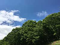 初夏になってきました!