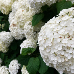 DaysBlog