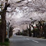 桜ヶ丘通り