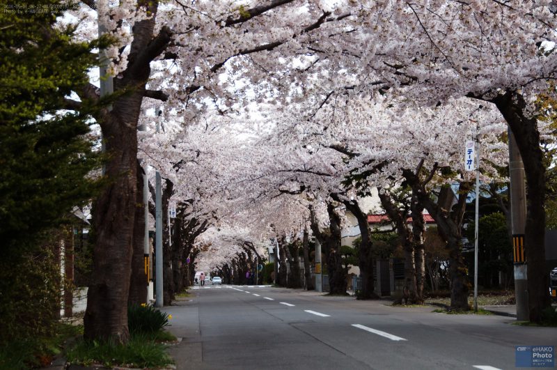 桜ヶ丘通り