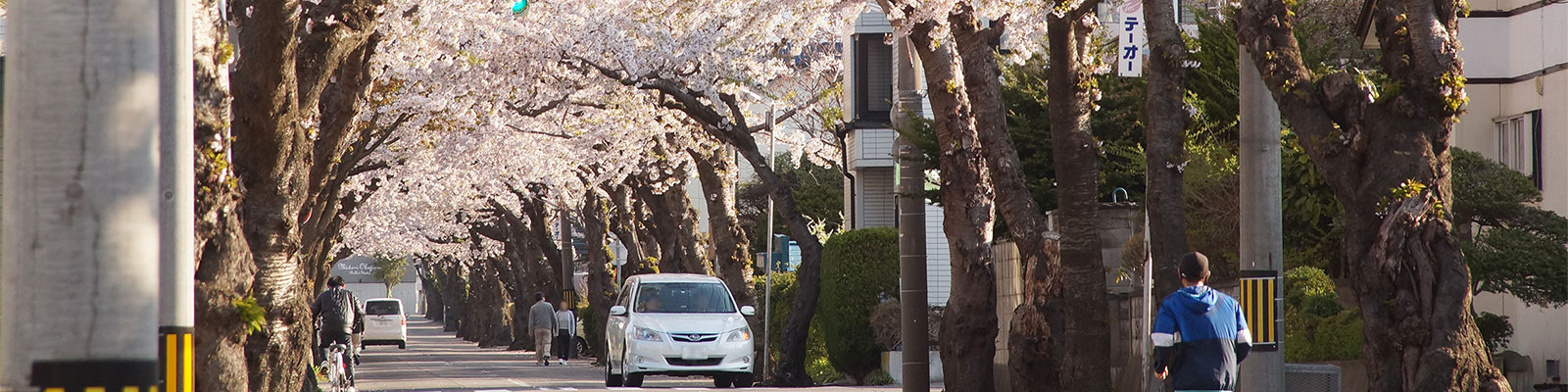 桜ヶ丘通りの桜