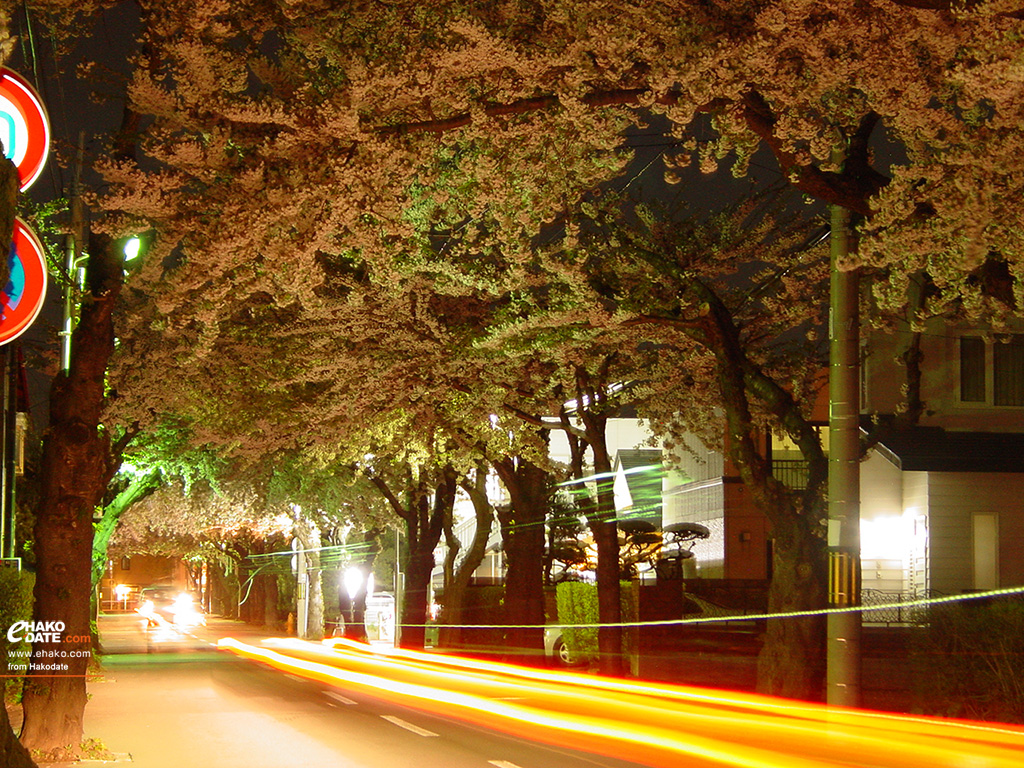 桜ヶ丘通り、夜桜トンネル