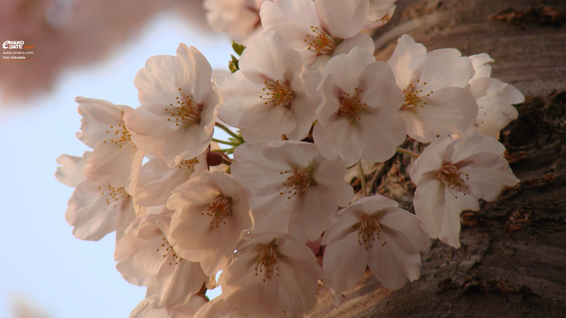 オレンジ色に染まる桜 函館フォト散歩壁紙 函館市 道南地域ポータル E Hakodate