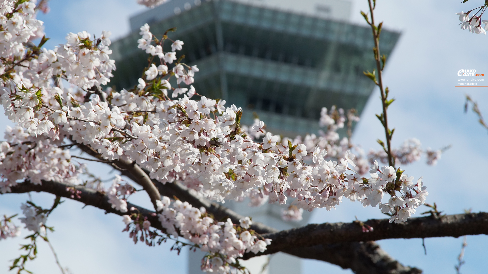 五稜郭タワーと桜 函館フォト散歩壁紙 函館市 道南地域ポータル E Hakodate