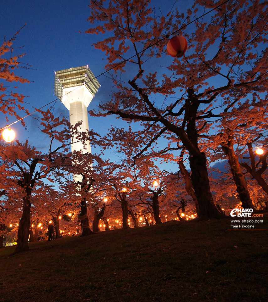 五稜郭公園の夜桜 その2