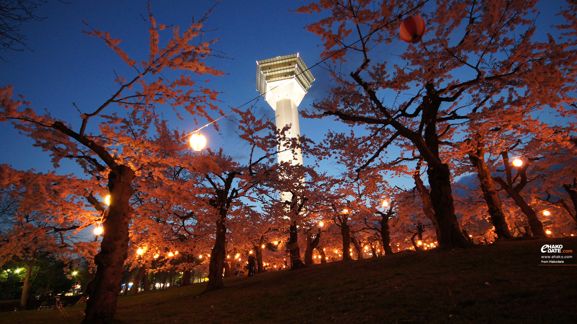 五稜郭公園の夜桜 その2 函館フォト散歩壁紙 函館市 道南地域ポータル E Hakodate