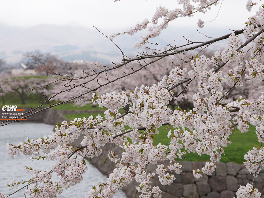 五稜郭公園のお堀と満開の桜の枝と。