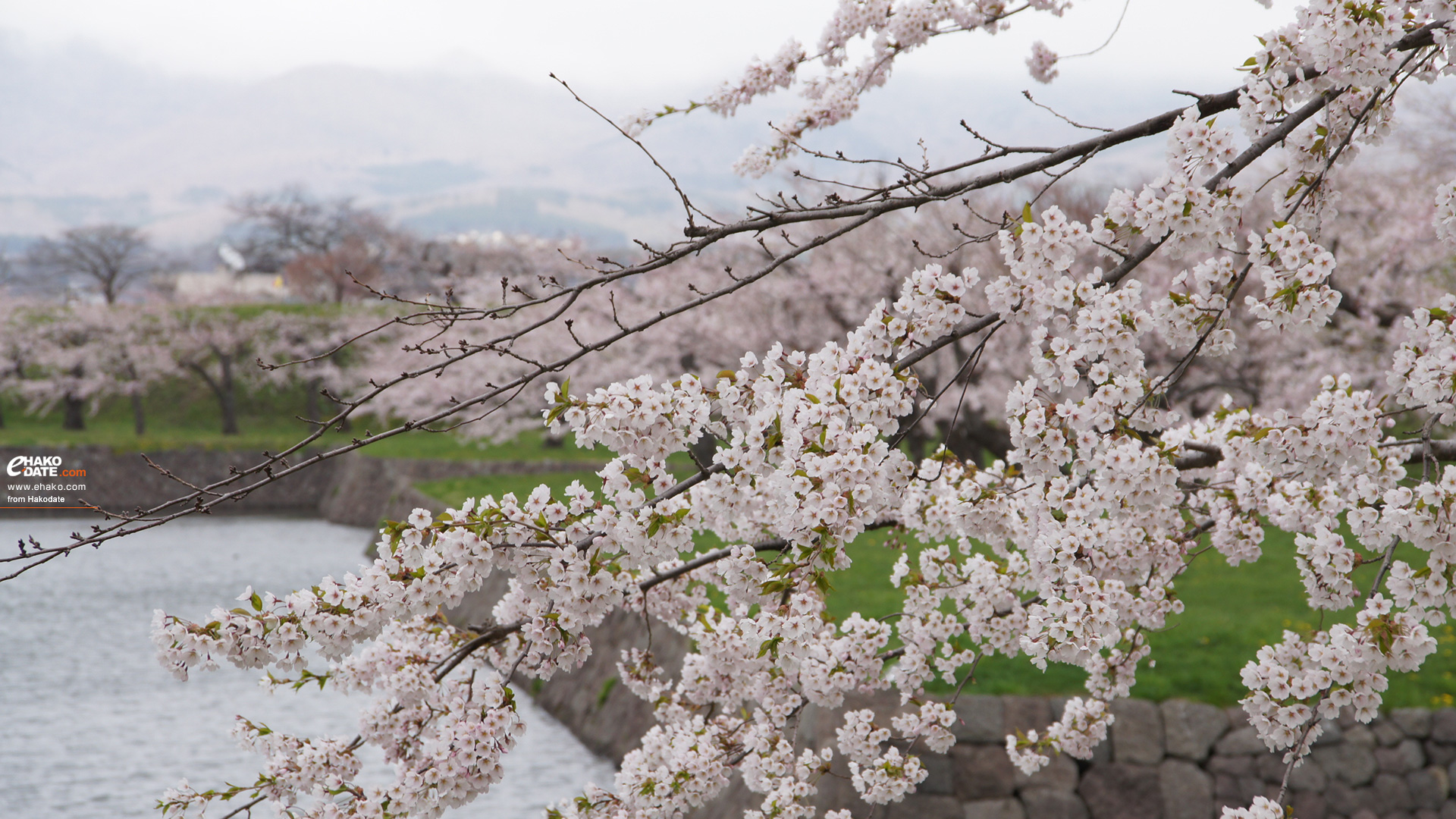 五稜郭公園のお堀と満開の桜の枝と 函館フォト散歩壁紙 函館市 道南地域ポータル E Hakodate