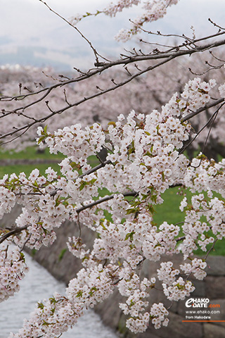 五稜郭公園のお堀と満開の桜の枝と。