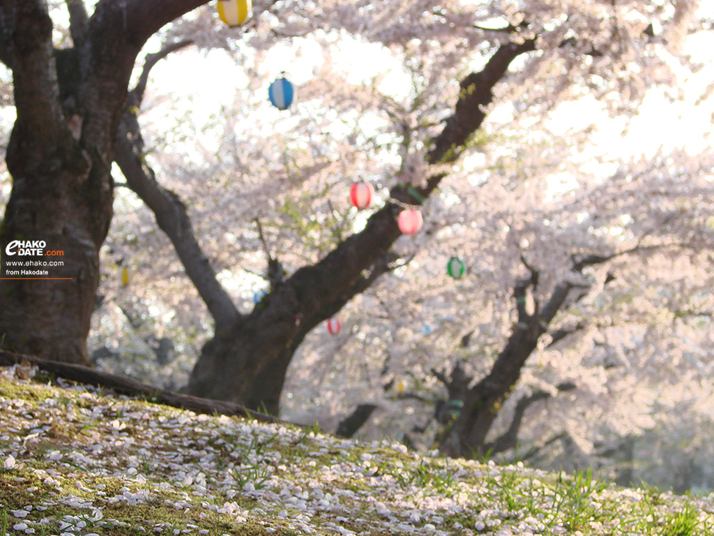 やわらかな日差しをうける五稜郭公園の桜
