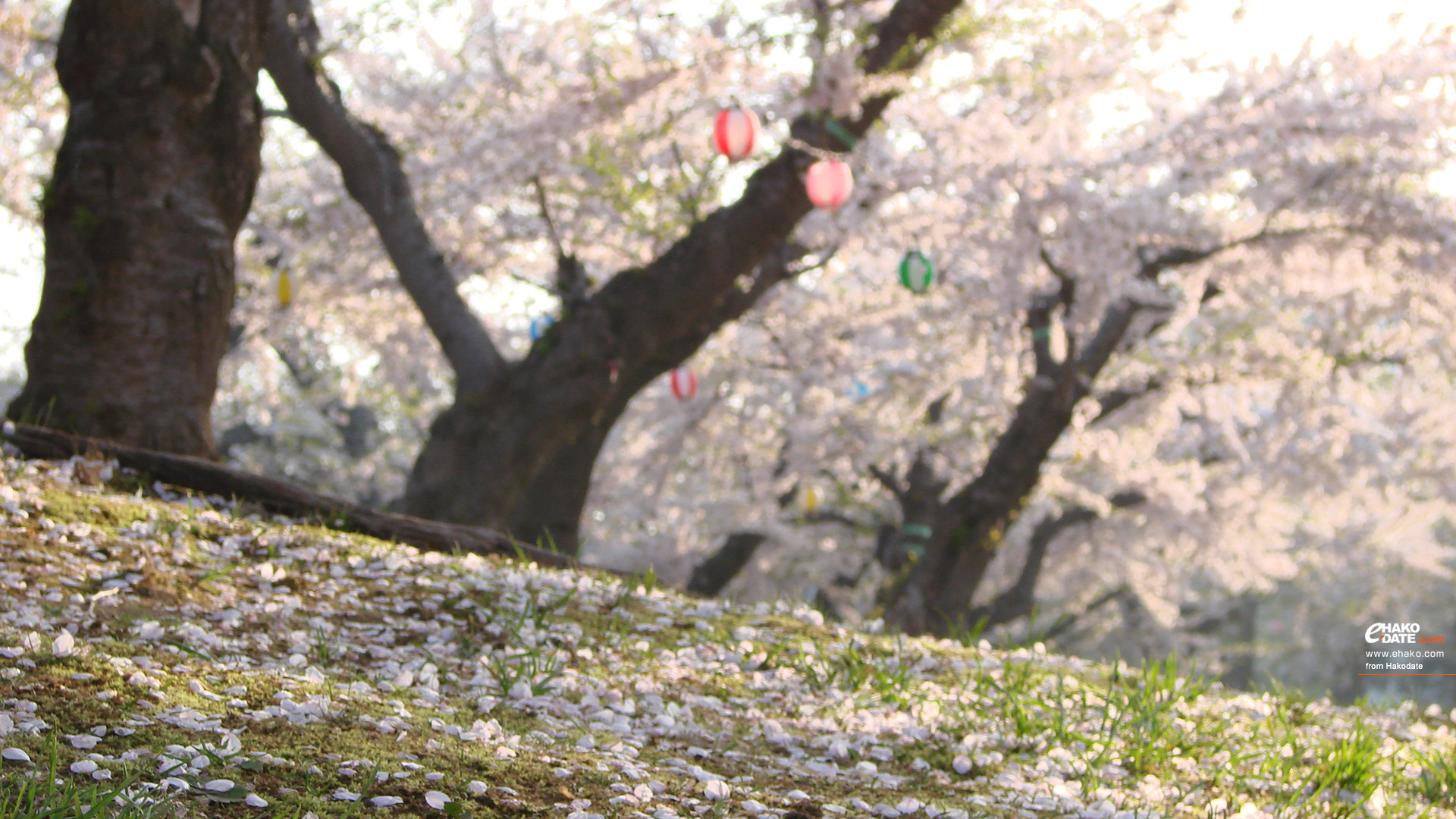 やわらかな日差しをうける五稜郭公園の桜 函館フォト散歩壁紙 函館市 道南地域ポータル E Hakodate