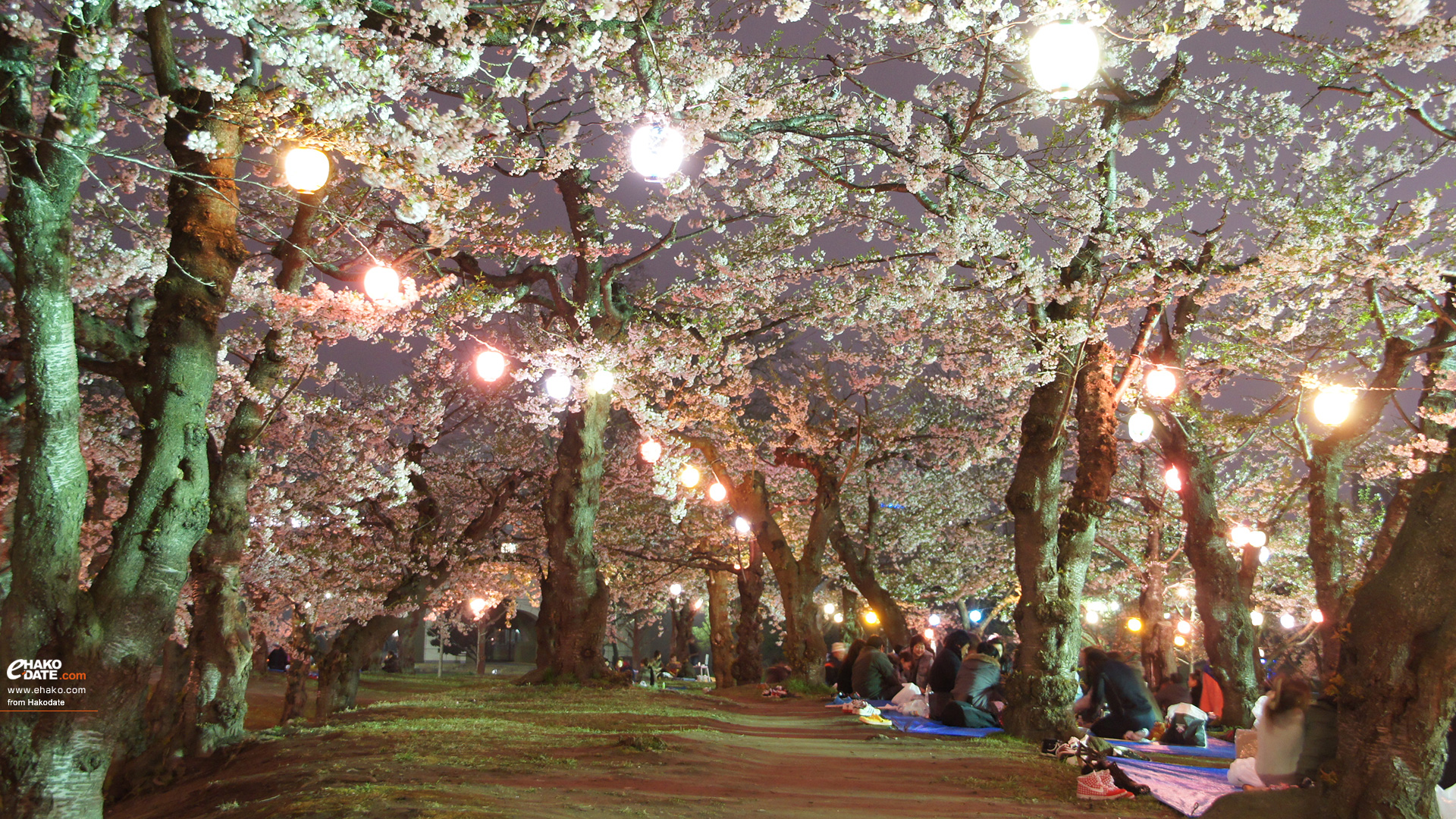 鮮やかな五稜郭公園の夜桜 函館フォト散歩壁紙 函館市 道南地域ポータル E Hakodate