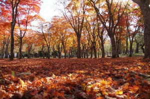 笹流ダムの紅葉