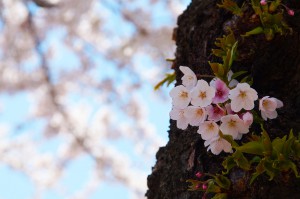 桜ヶ丘通りの桜 函館