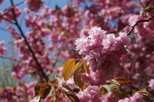 公園の八重桜