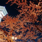 五稜郭公園の夜桜 201604