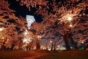 五稜郭公園の夜桜 201604