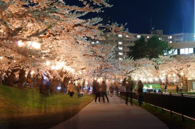 五稜郭公園の夜桜