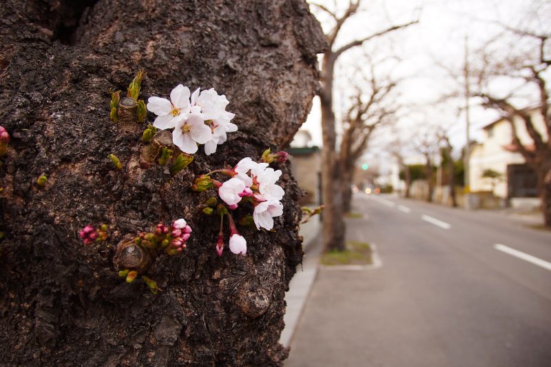 4/12に桜が丘通りで見つけた胴咲き桜